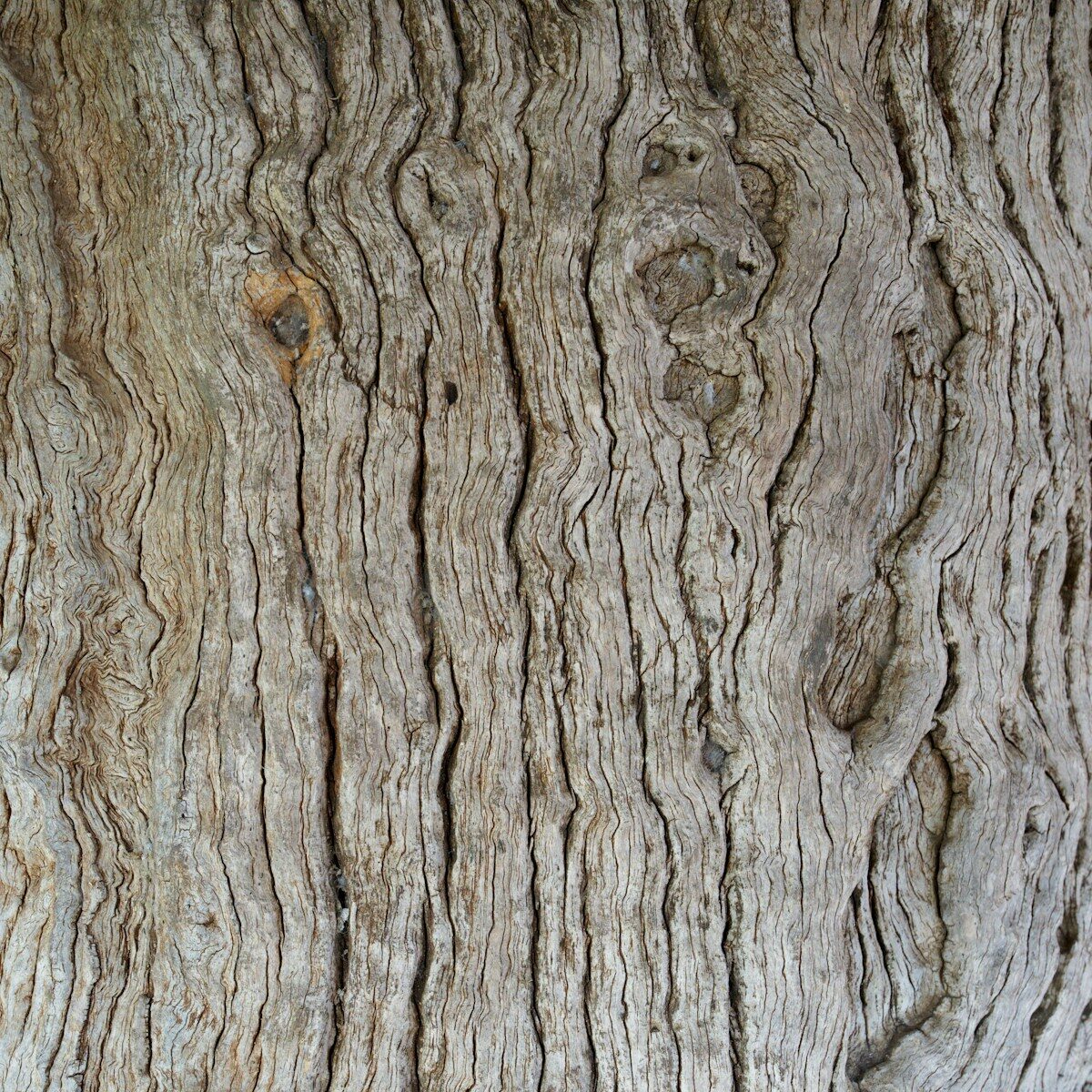 a close up of a tree trunk with a bird on it